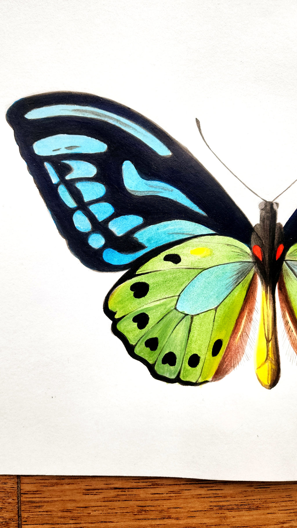 Papillon vert et bleu, 24x32cm, acrylique