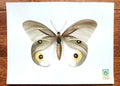 Papillon vert gris, 24x32cm Acrylique