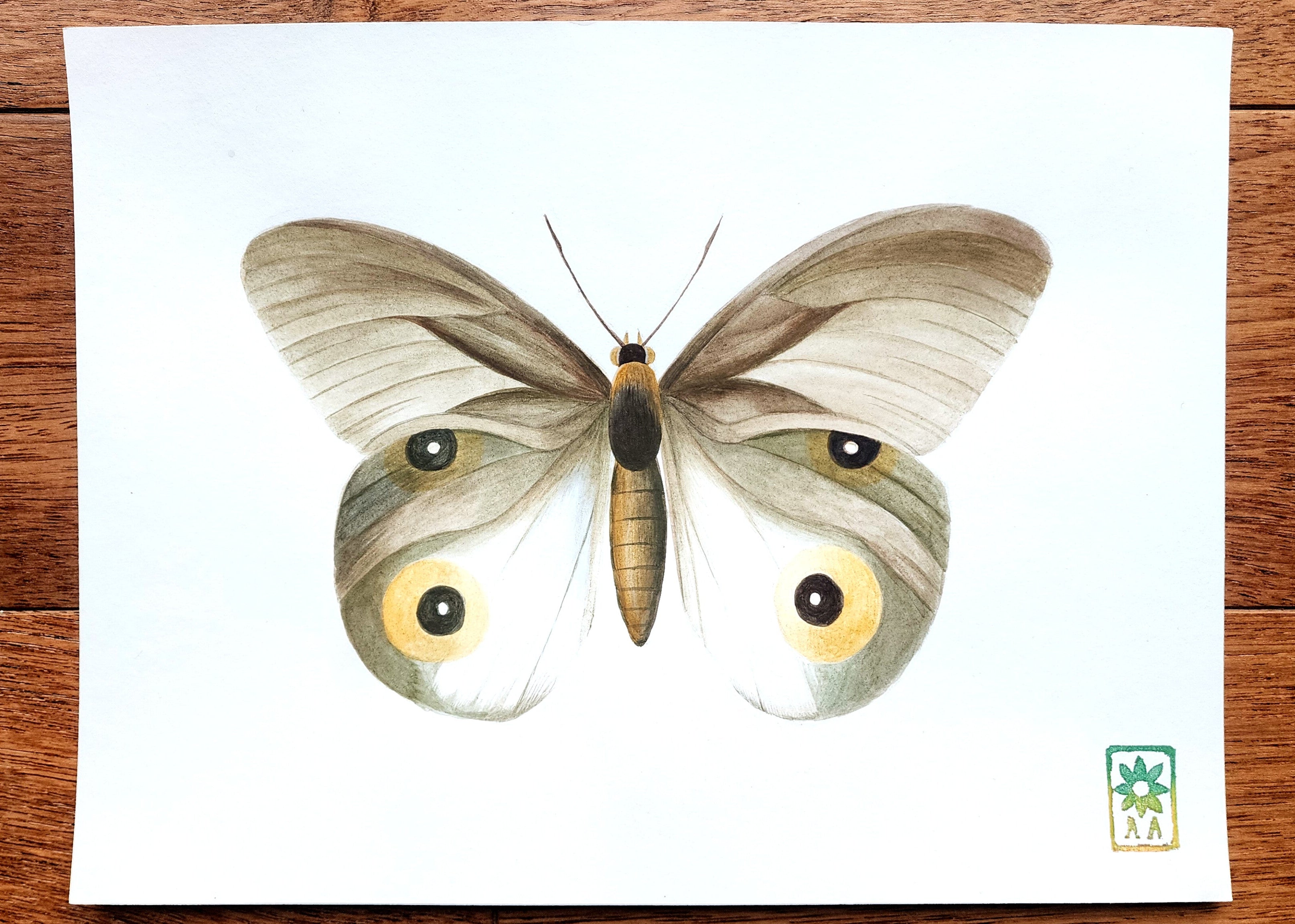 Papillon vert gris, 24x32cm Acrylique