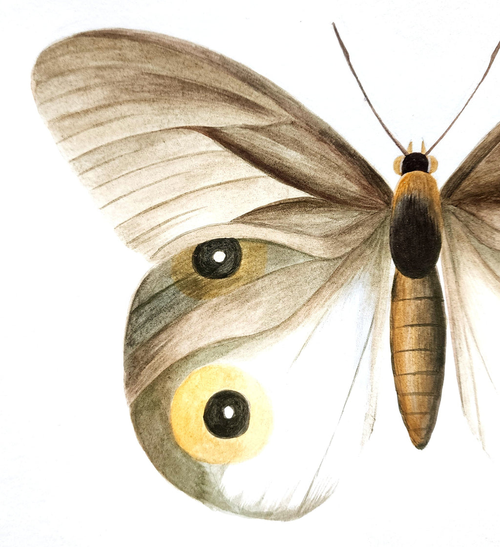 Papillon vert gris, 24x32cm Acrylique