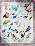 Abécédaire des oiseaux