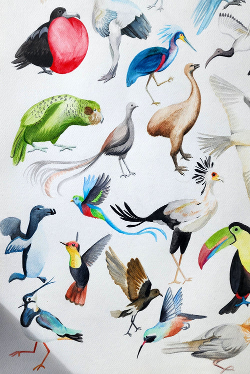 Abécédaire des oiseaux