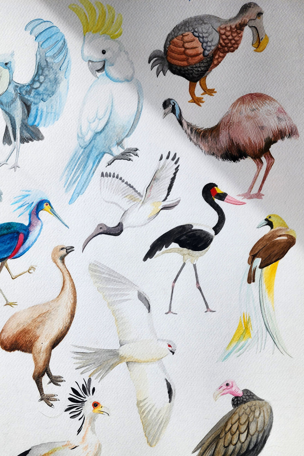 Abécédaire des oiseaux
