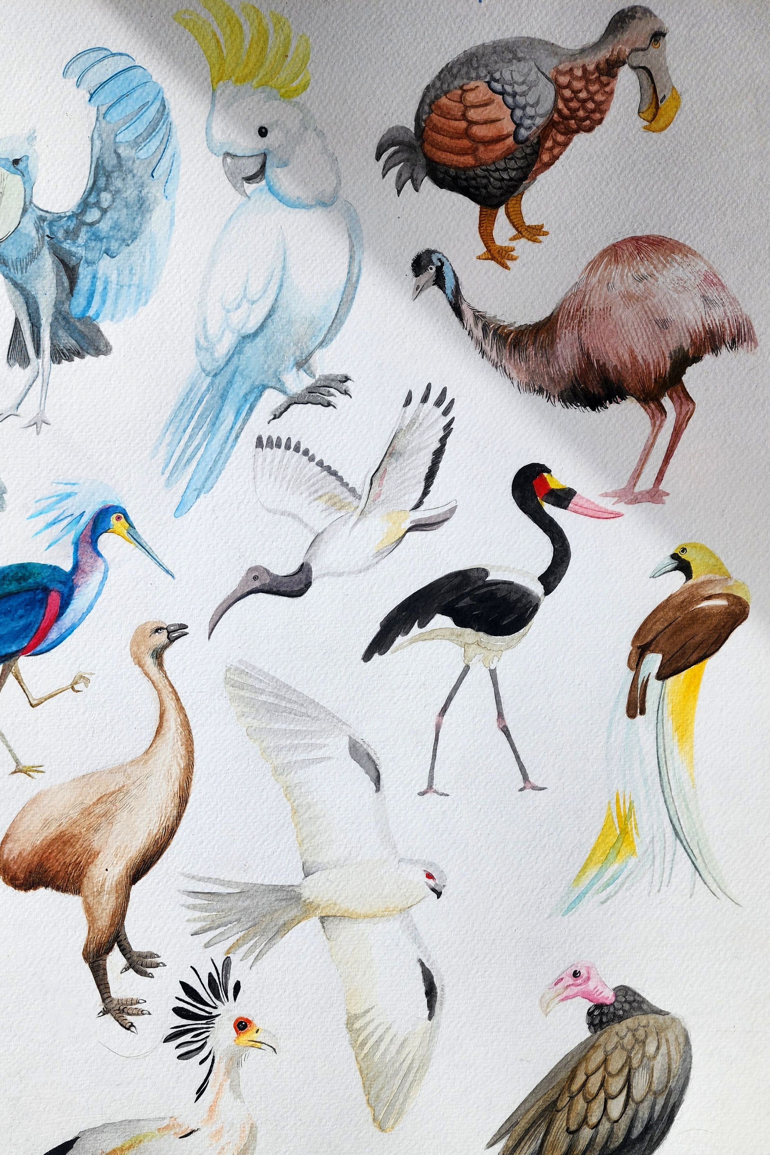 Abécédaire des oiseaux